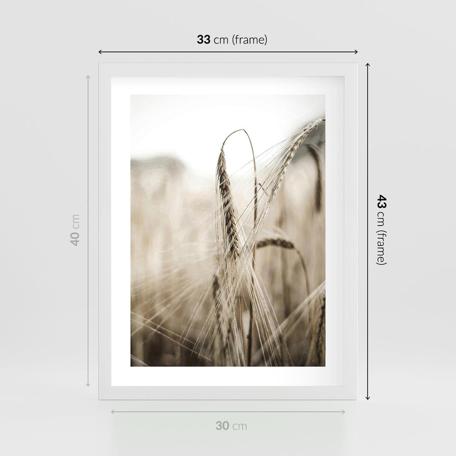 Plakat w ramie 30x40 - Kłosy Pszenicy w Sepii - zboże, kłos pszenicy - rama biała
