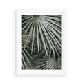 Plakat w ramie 50x70 - Ujęcie Tropikalnej Natury - palmy, liście palmy - rama biała