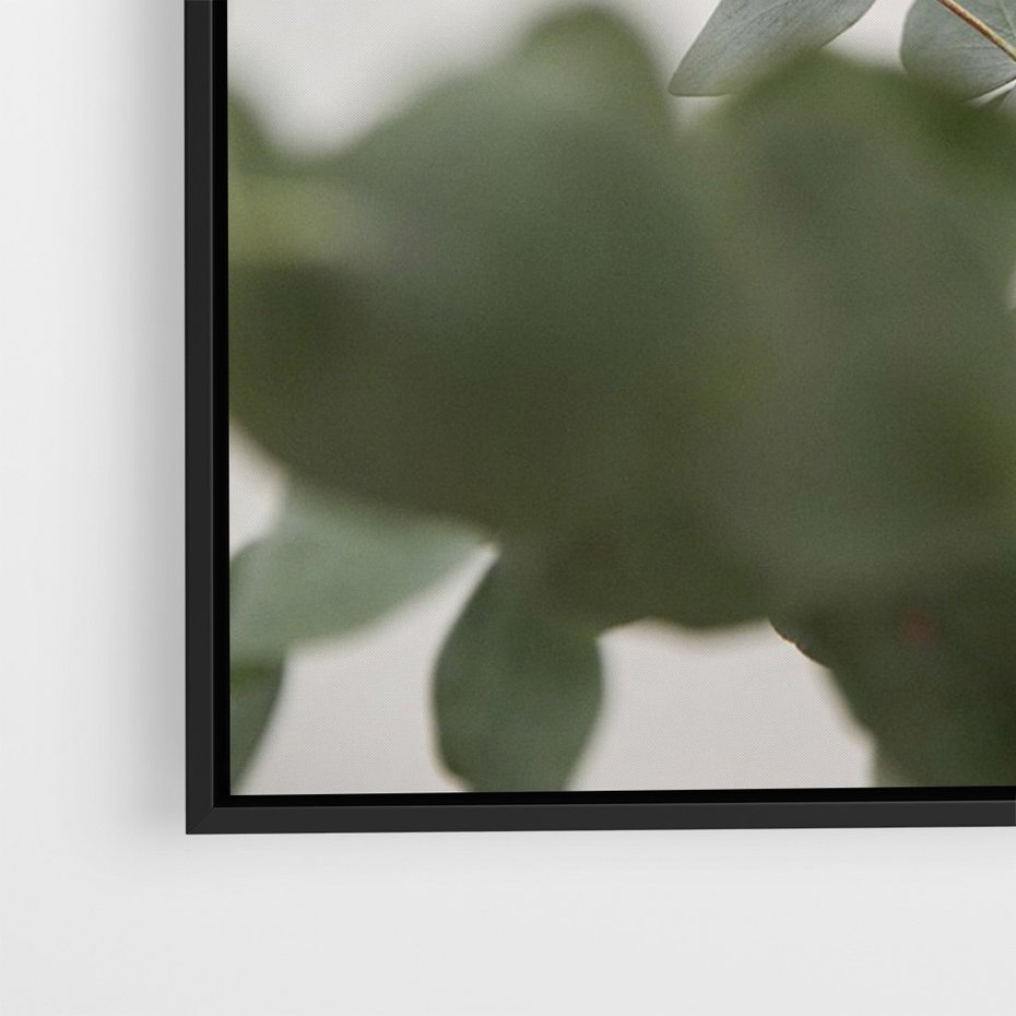 Obraz w ramie 50x70 - Liście eukaliptusa w naturze - eukaliptus, liście - rama czarna