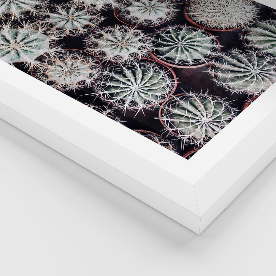 Plakat w ramie 40x50 - Wzór Kaktusów - kaktusy w doniczkach, ujęcie z góry - rama biała