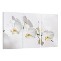 Obraz na płótnie 120x80 - Orchidea Kwiat - orchidea, kwiat