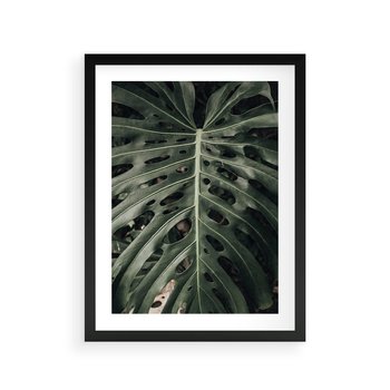 Plakat w ramie 30x40 - Majestatyczny Liść Monstery - liść monstery, majestatyczny liść - rama czarna