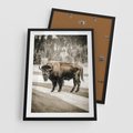 Plakat w ramie 50x70 - Spotkanie z Żubrem na Leśnej Drodze - żubr, las - rama czarna