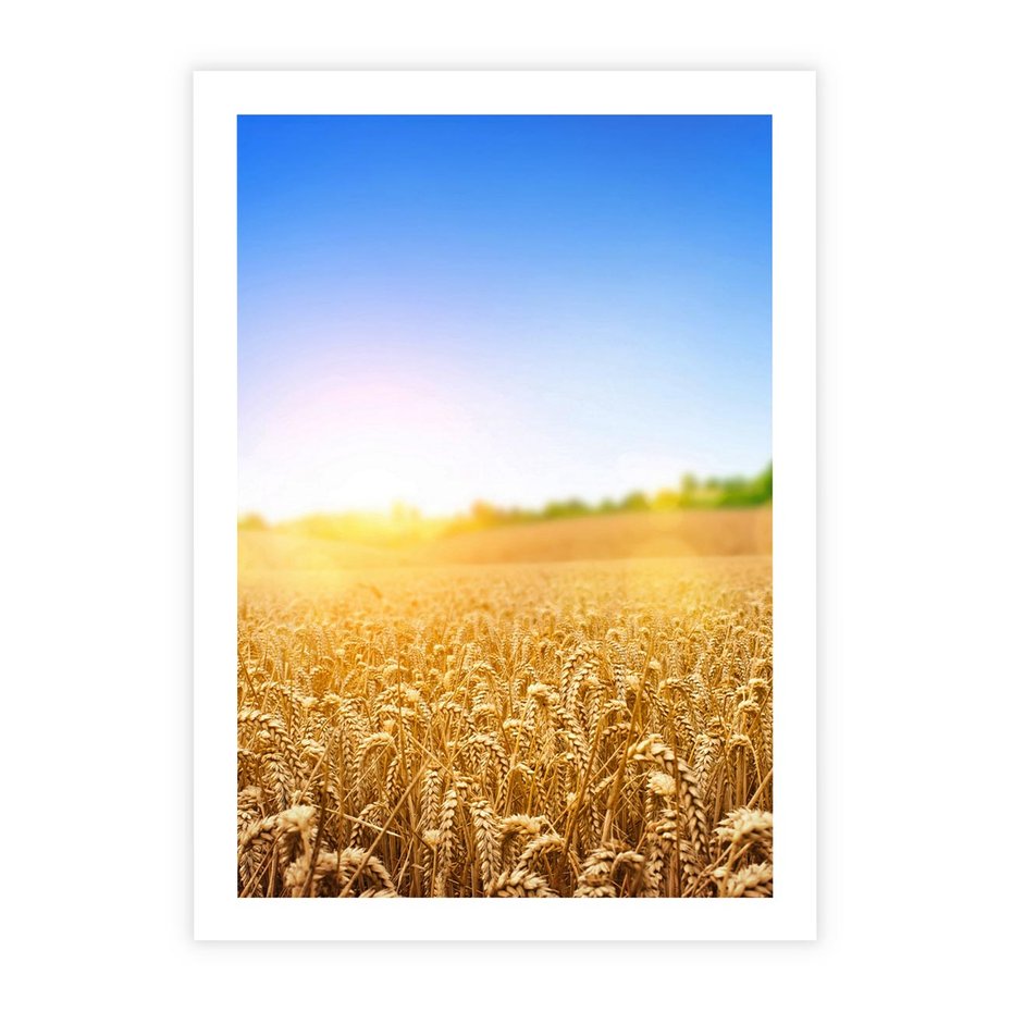 Plakat bez ramy 21x30 - Żyzne Pola - pole, pszenicy