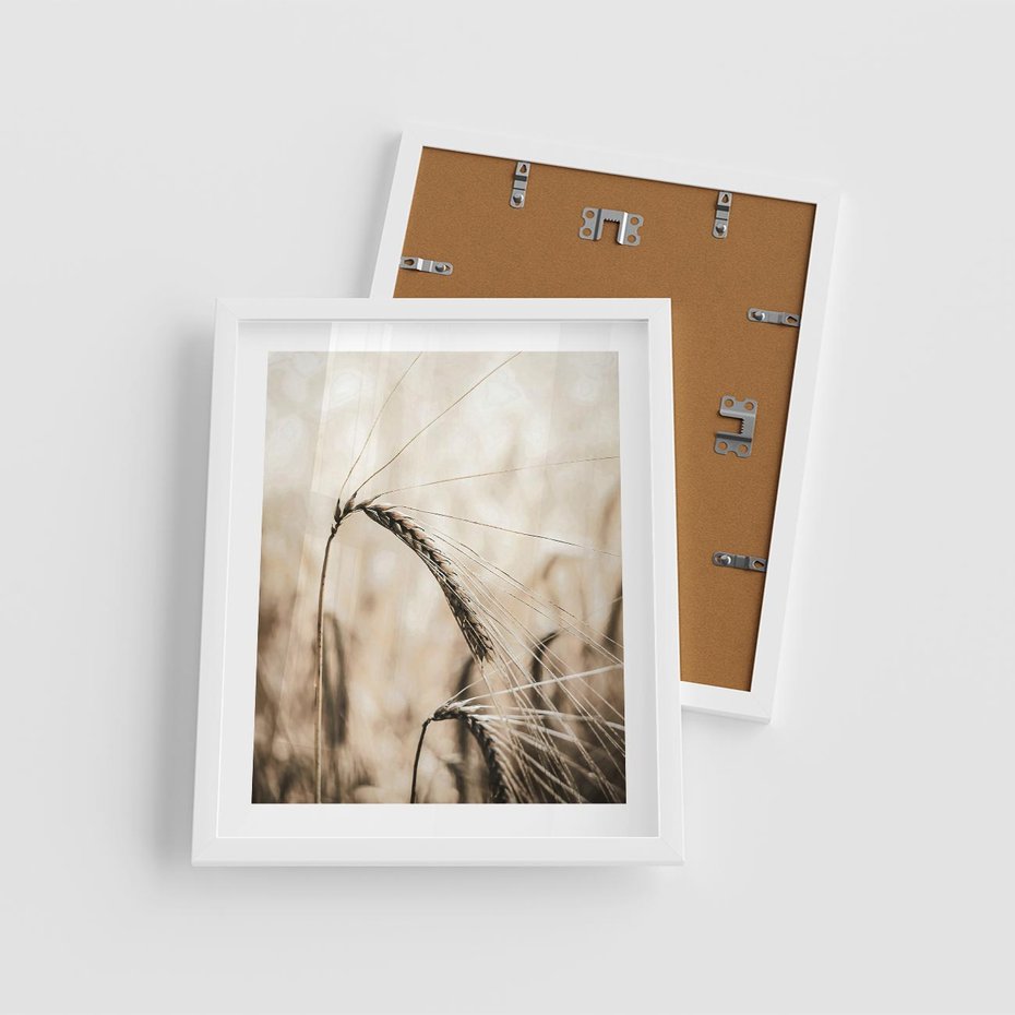 Plakat w ramie 40x50 - Źdźbło Pszenicy: Blisko Natury - źdźbło pszenicy, pszenica - rama biała