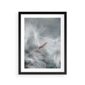 Plakat w ramie 30x40 - Piękno w Delikatności - dmuchawiec, makro zdjęcie - rama czarna