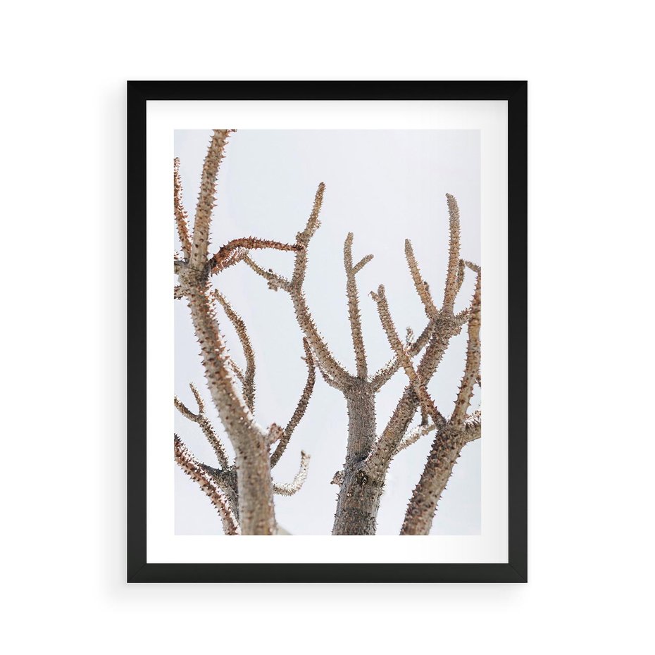 Plakat w ramie 40x50 - Pustynna Harmonia Gałęzi - pustynna roślina, suche gałęzie - rama czarna