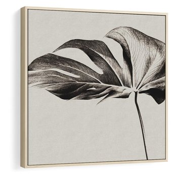 Obraz w ramie 50x50 - Szepczący Liść - szkic, czarno biały - rama drewno