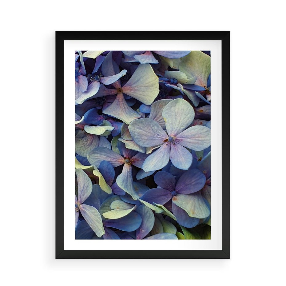 Plakat w ramie 50x70 - Hortensja - delikatność kwiatów - hortensja, kwiaty - rama czarna