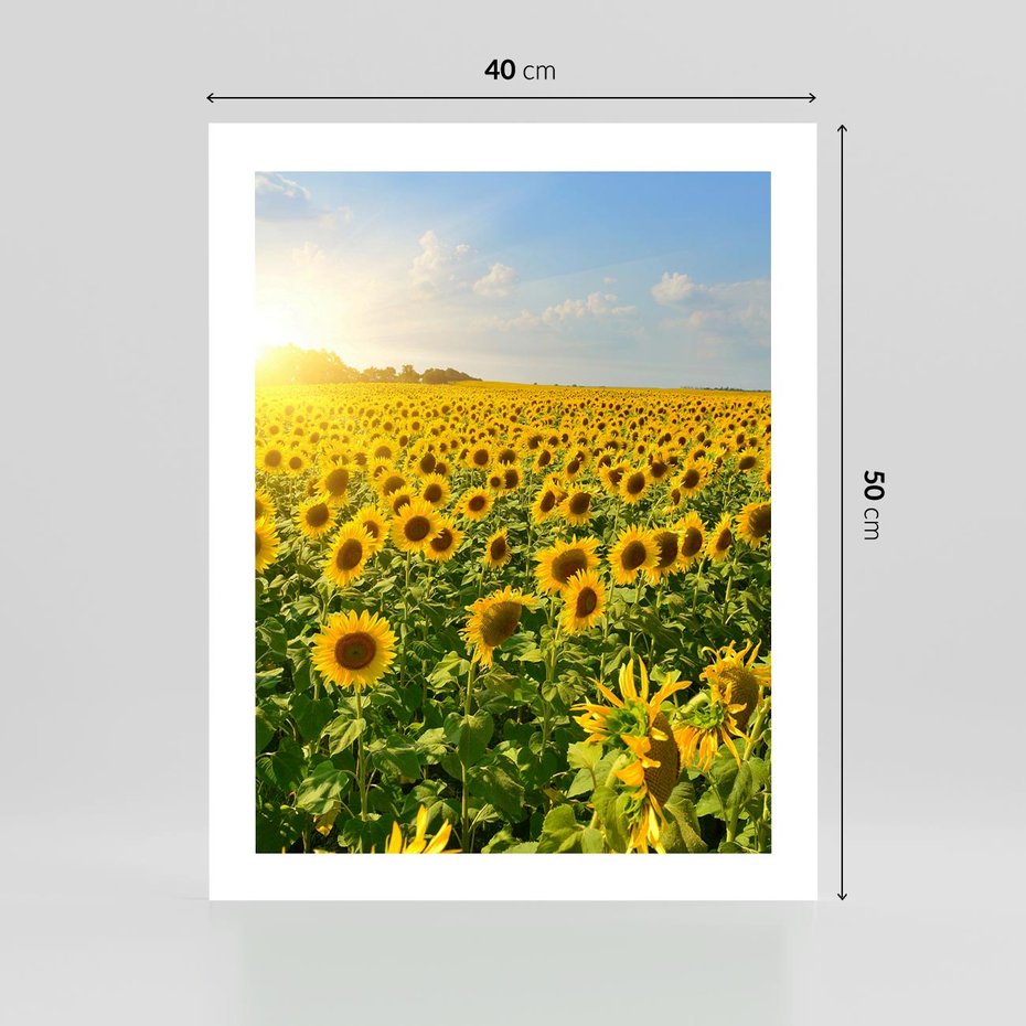 Plakat bez ramy 40x50 - Idylla na łące słoneczników - łąka, słoneczniki