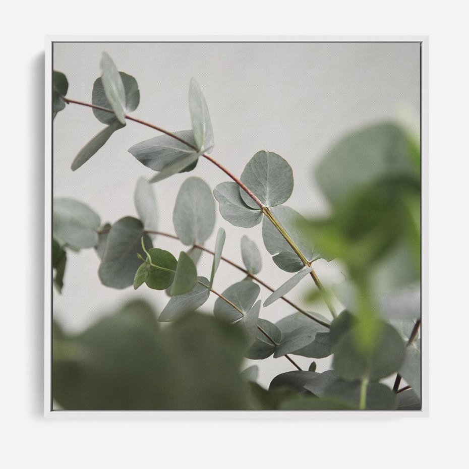Obraz w ramie 80x80 - Liście eukaliptusa w naturze - eukaliptus, liście - rama biała