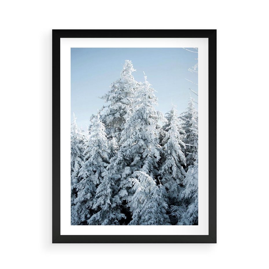 Plakat w ramie 50x70 - Magia Śnieżnych Drzew - zima, iglaste drzewa - rama czarna