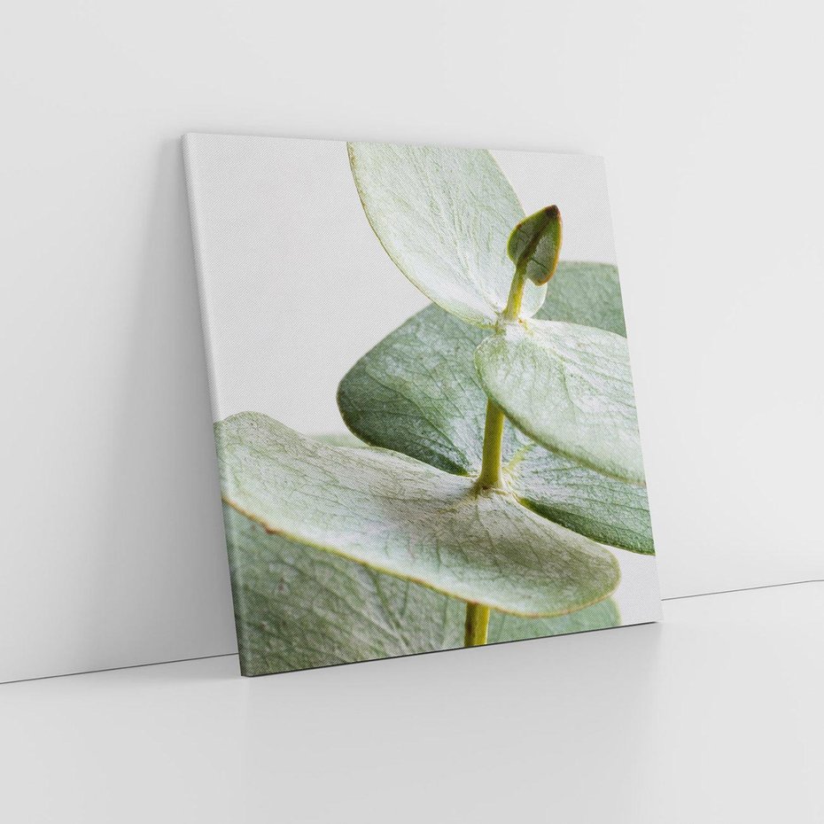 Obraz na płótnie 80x80 - Eukaliptusowa zieleń - eukaliptus, zielone