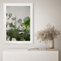 Plakat w ramie 50x70 - Liście eukaliptusa w naturze - eukaliptus, liście - rama biała