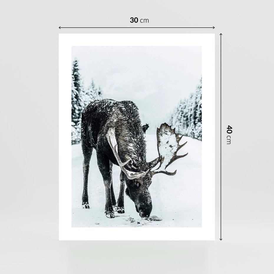 Plakat bez ramy 30x40 - Zimowy Portret Łosia - łoś w zimowej scenerii