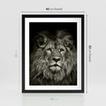 Plakat w ramie 40x50 - Moc lewego spojrzenia - lew, czarno - rama czarna