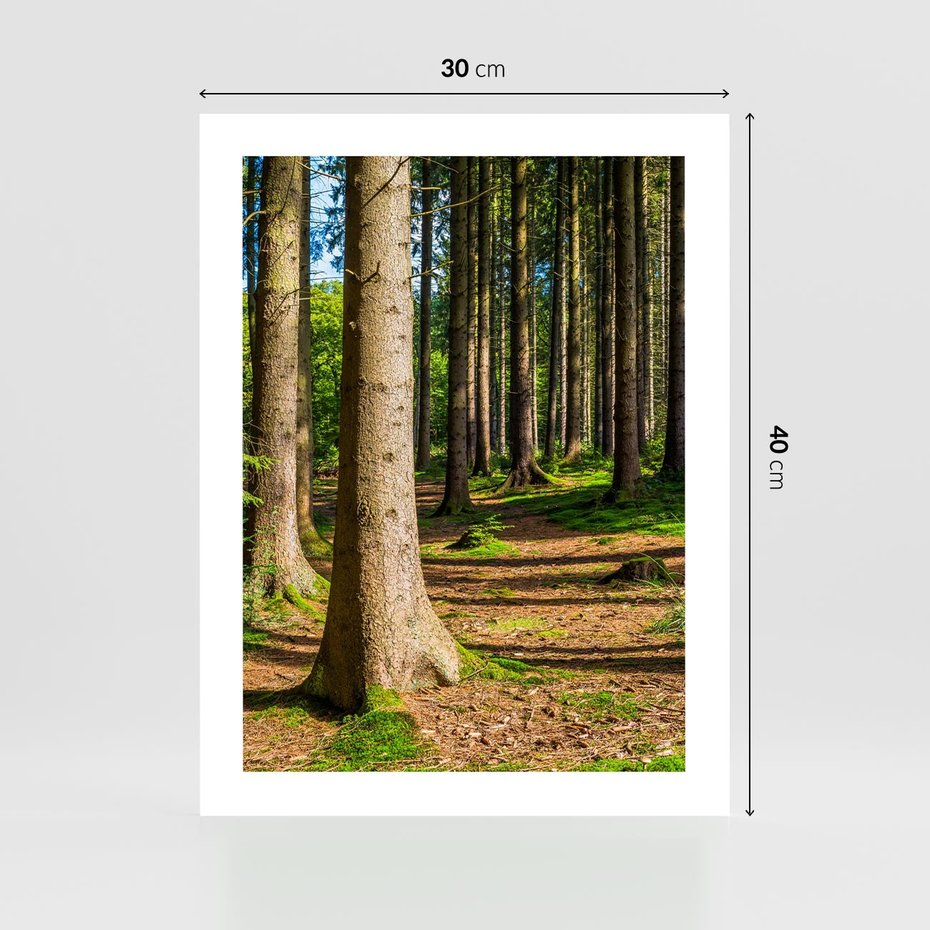 Plakat bez ramy 30x40 - Las: harmonia natury - las, drzewa