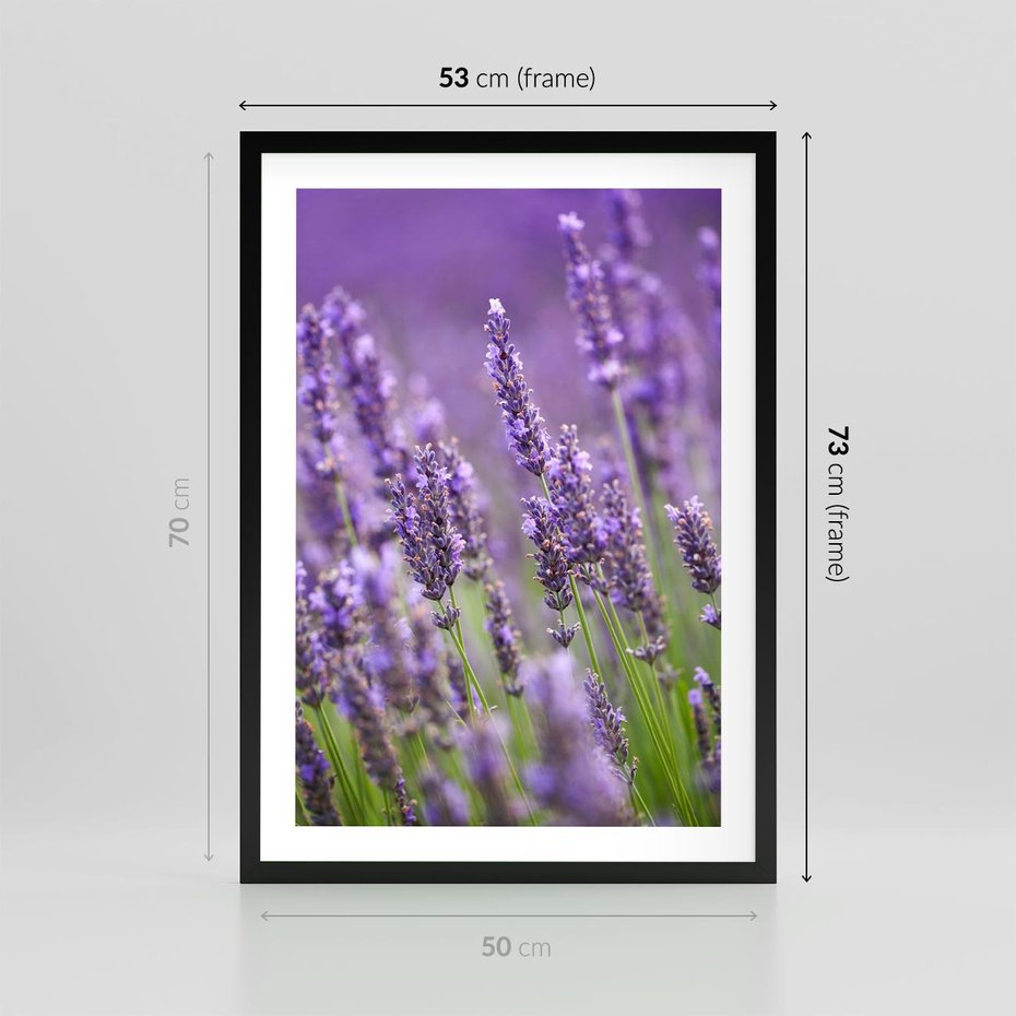 Plakat w ramie 50x70 - Urok lawendy - lawenda, kwiaty - rama czarna