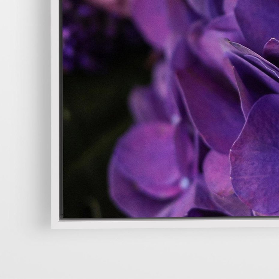 Obraz w ramie 70x50 - Fioletowa hortensja - kwiaty, hortensja - rama biała