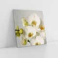 Obraz na płótnie 80x80 - Elegancka uroda orchidei - orchidea, kwiaty