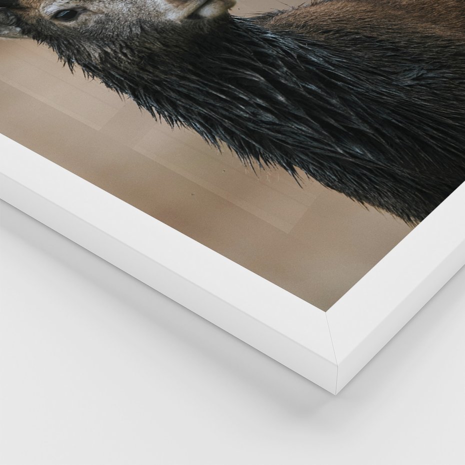 Zestaw obrazy w ramie 40x50 galeria - Jeleń, las, drzewa, boho, skandynawski - rama biała