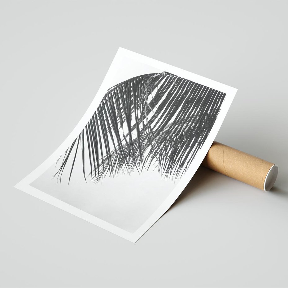 Plakat bez ramy 40x50 - Czarno-Biały Kontrast - czarno białe zdjecie, palma