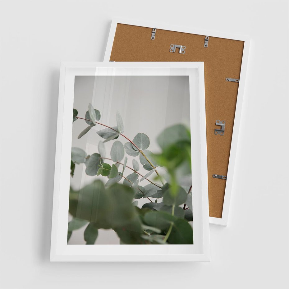 Plakat w ramie 50x70 - Liście eukaliptusa w naturze - eukaliptus, liście - rama biała