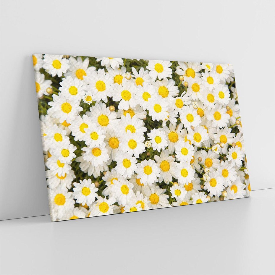 Obraz na płótnie 120x80 - Delikatność Kwiatowej Przyrody - stokrotki, kwiaty