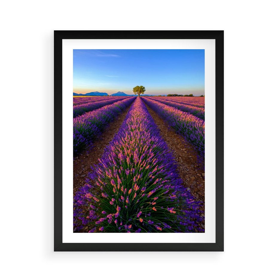 Plakat w ramie 50x70 - Fioletowa Magia - pole, lawendy - rama czarna