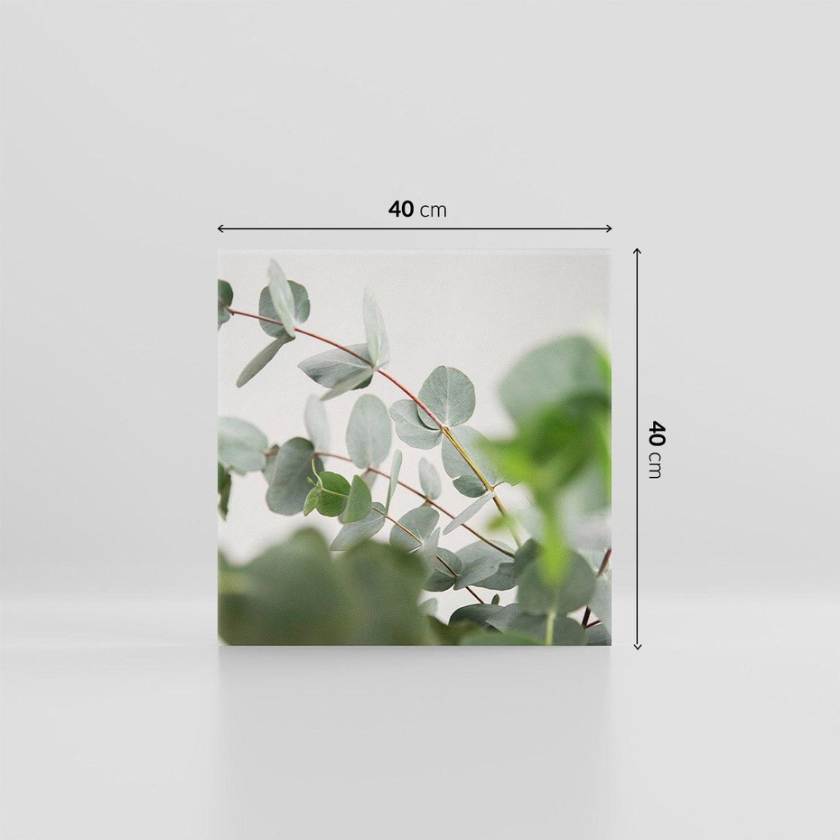 Obraz na płótnie 40x40 - Liście eukaliptusa w naturze - eukaliptus, liście