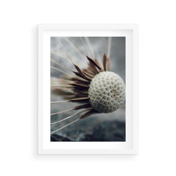 Plakat w ramie 50x70 - Makro Dmuchawiec - dmuchawiec, zbliżenie - rama biała