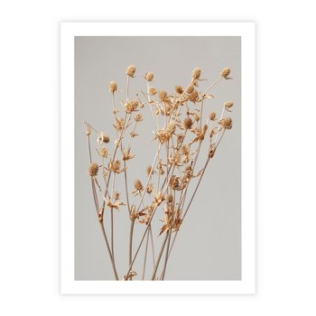 Plakat bez ramy 50x70 - Delikatne gipsówki - gipsówka, suche