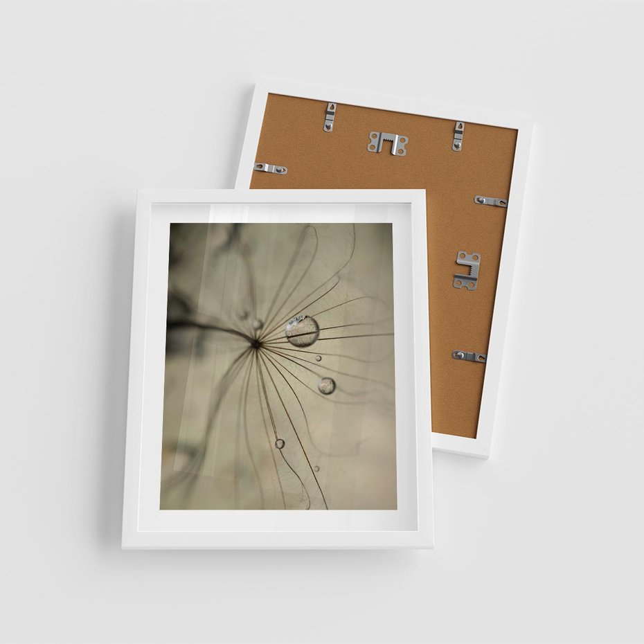 Plakat w ramie 40x50 - Delikatność dmuchawców - dmuchawce, krople - rama biała