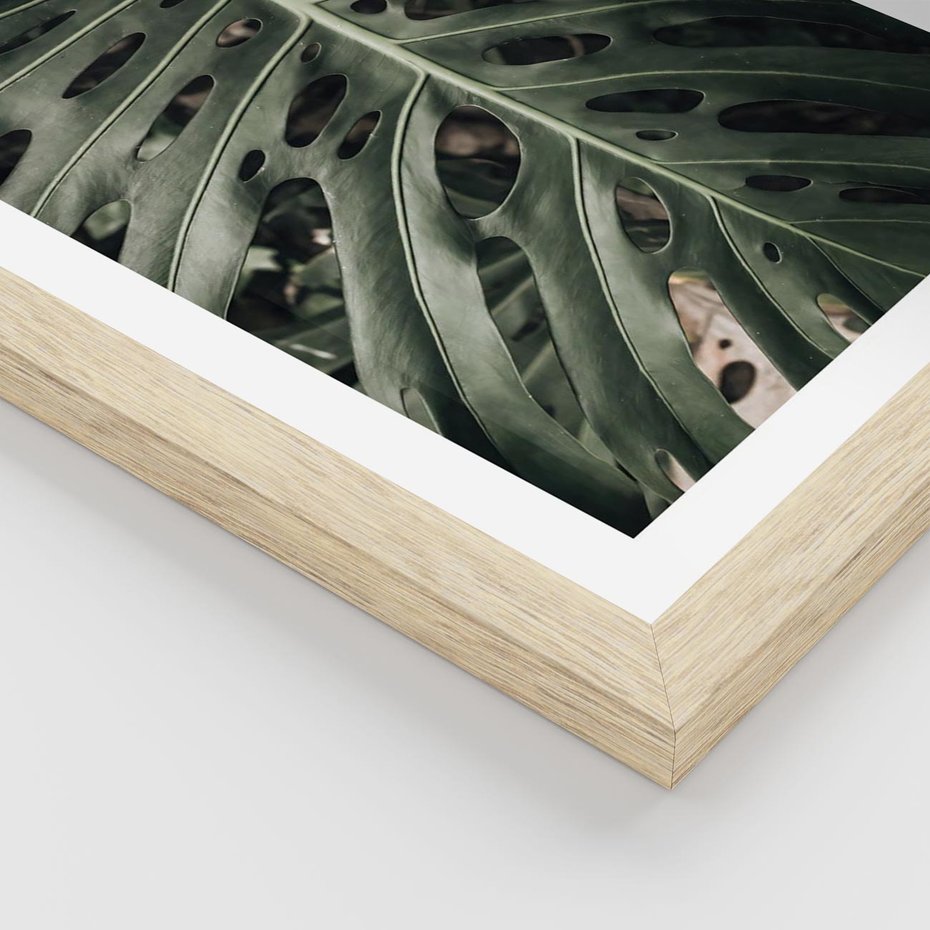 Plakat w ramie 50x70 - Majestatyczny Liść Monstery - liść monstery, majestatyczny liść - rama drewno