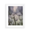Plakat w ramie 40x50 - Makro dmuchawiec - piękno drobnych detali - dmuchawce, makro - rama biała