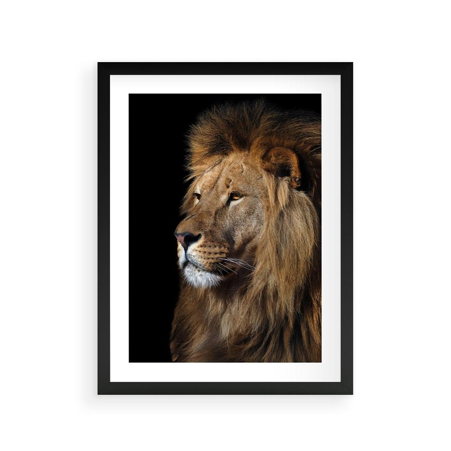 Plakat w ramie 30x40 - Władca Dzikiej Przyrody - lew, król - rama czarna