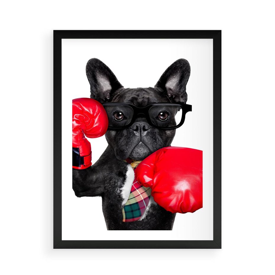 Plakat w ramie 50x70 - Boksujący mops - pies - boks, mops - rama czarna