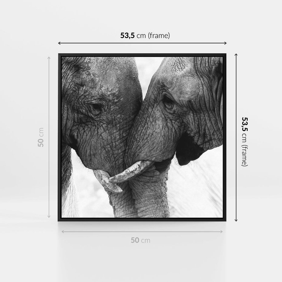 Obraz w ramie 50x50 - Spotkanie Mądrości - fotografia czarno biała, dwa słonie - rama czarna
