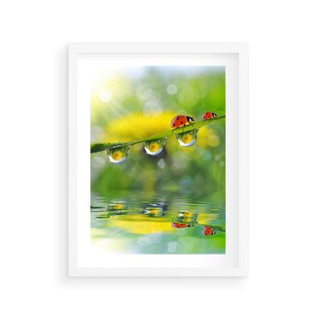 Plakat w ramie 40x50 - Deszczowa Biedronka - biedronka, deszcz - rama biała