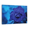 Obraz na płótnie 100x70 - Róża w pełnym rozkwicie - róża, kwiat