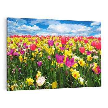 Obraz na płótnie 70x50 - tulipany na łące - kwiaty, tulipany