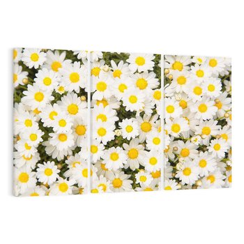 Obraz na płótnie 120x80 - Delikatność Kwiatowej Przyrody - stokrotki, kwiaty