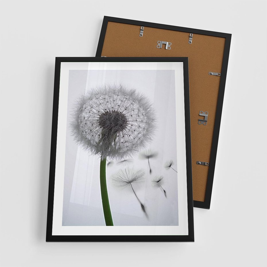 Plakat w ramie 50x70 - Lekkość Przemijania - dmuchawiec, makro - rama czarna