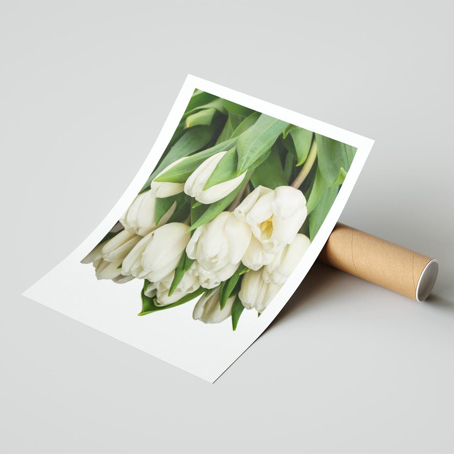 Plakat bez ramy 40x50 - Białe tulipany w pełnym rozkwicie - białe, tulipany