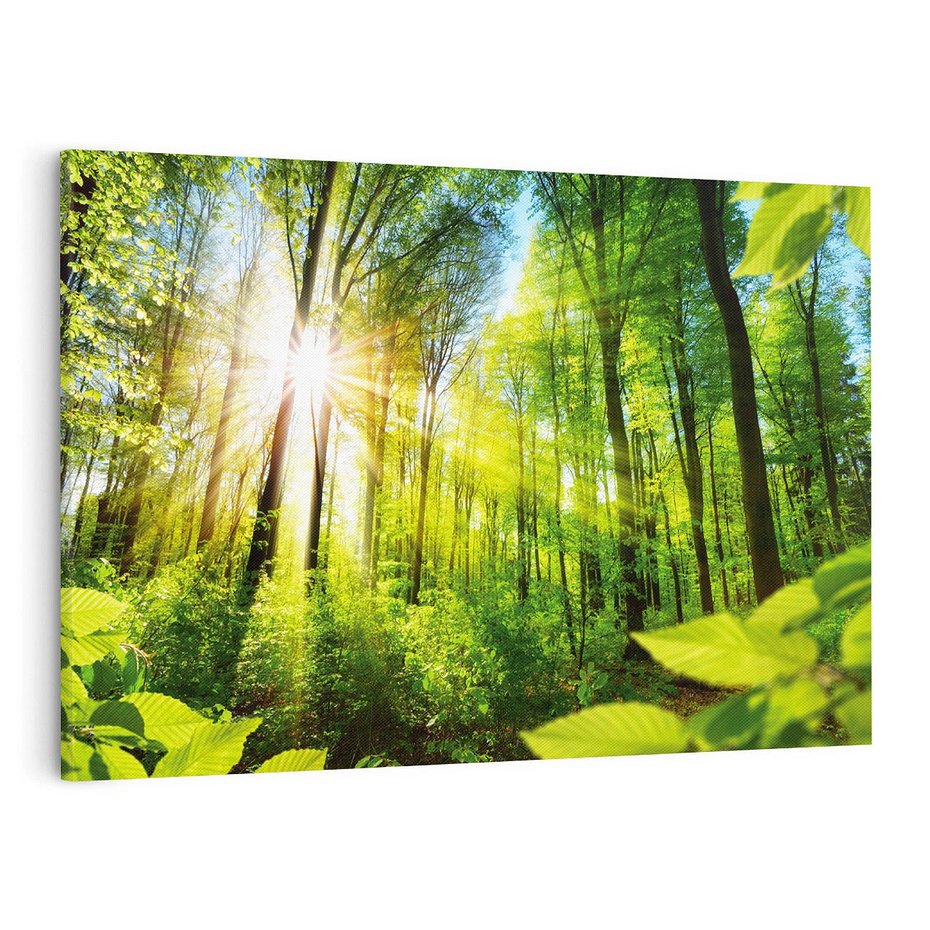 Obraz na płótnie 120x80 - Magia Leśnej Przyrody - las, drzewa