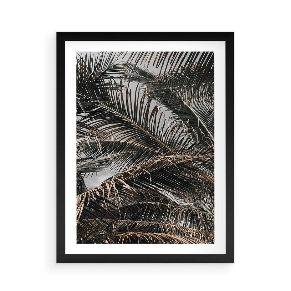 Plakat w ramie 50x70 - Liściaste Palmy - palmy, drzewa palmowe - rama czarna
