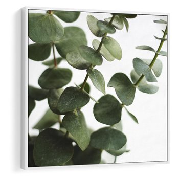 Obraz w ramie 50x50 - Zielone eukaliptusy - eukaliptus, liście - rama biała