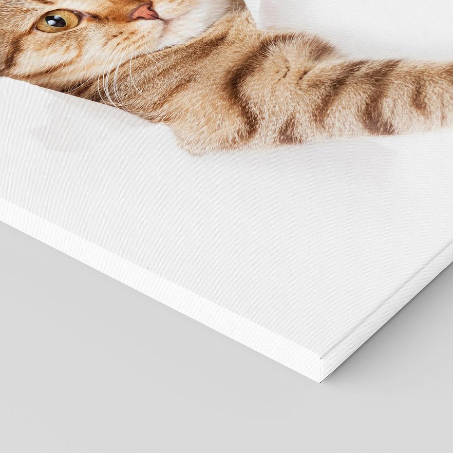 Obraz na płótnie 60x60 - Kot w Dziurze - kot, dziura