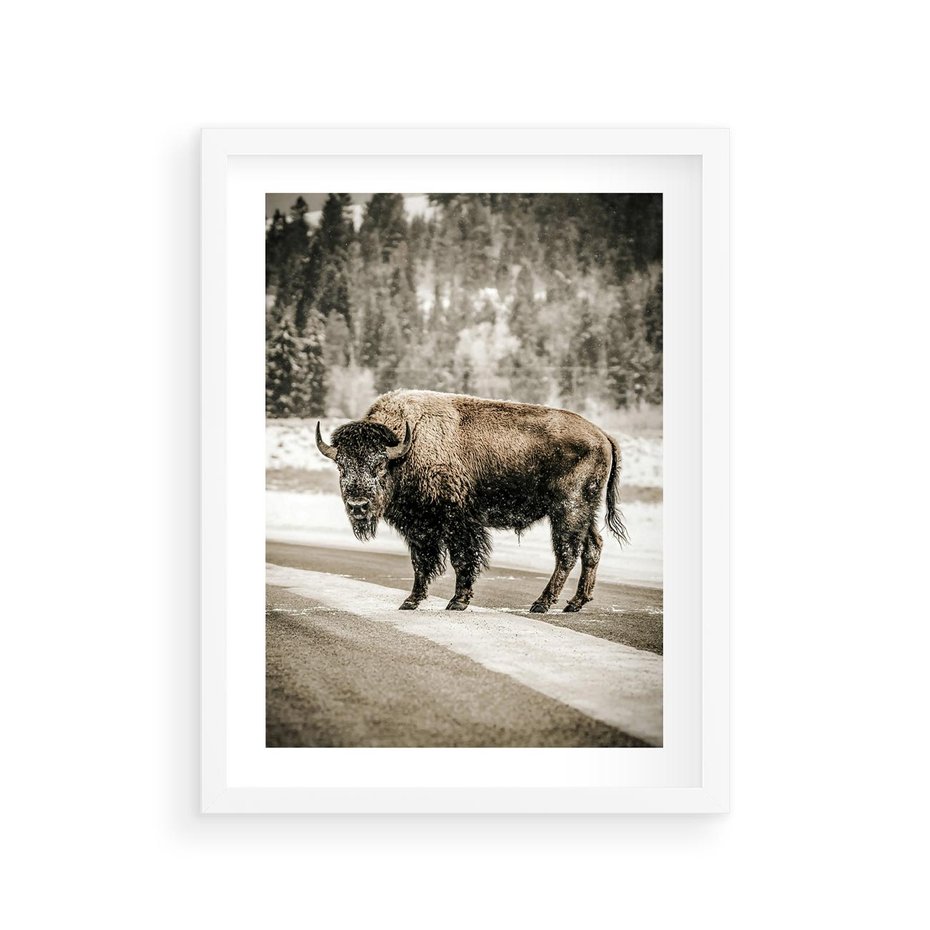 Plakat w ramie 30x40 - Spotkanie z Żubrem na Leśnej Drodze - żubr, las - rama biała