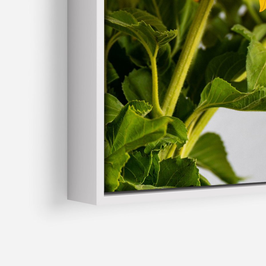 Obraz w ramie 80x120 - Słoneczna Radość - fotografia, żółte słoneczniki - rama biała